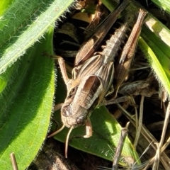 Brachyexarna lobipennis (Stripewinged meadow grasshopper) at Bibbenluke Common - 8 Dec 2023 by trevorpreston