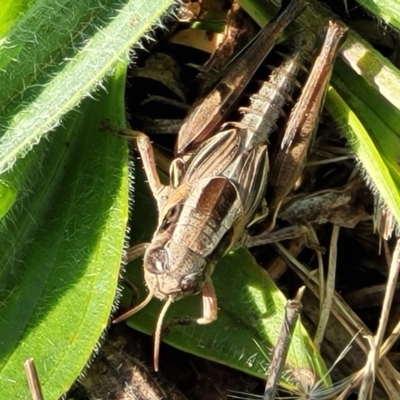 Brachyexarna lobipennis (Stripewinged meadow grasshopper) at Bibbenluke, NSW - 8 Dec 2023 by trevorpreston