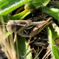 Brachyexarna lobipennis at Bibbenluke Common - 9 Dec 2023