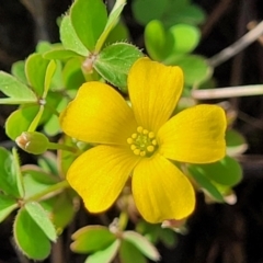 Oxalis sp. (Wood Sorrel) at Bibbenluke Common - 8 Dec 2023 by trevorpreston