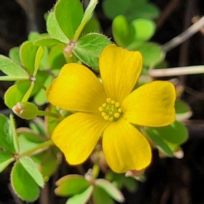 Oxalis (genus) (Wood Sorrel) at Bibbenluke Common - 9 Dec 2023 by trevorpreston