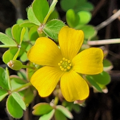 Oxalis sp. (Wood Sorrel) at Bibbenluke Common - 8 Dec 2023 by trevorpreston