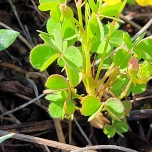 Oxalis sp. at Bibbenluke Common - 9 Dec 2023 09:14 AM