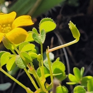 Oxalis sp. at Bibbenluke Common - 9 Dec 2023 09:14 AM