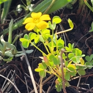 Oxalis sp. at Bibbenluke Common - 9 Dec 2023 09:14 AM