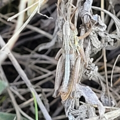 Praxibulus sp. (genus) (A grasshopper) at Bibbenluke, NSW - 8 Dec 2023 by trevorpreston