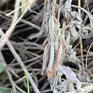 Praxibulus sp. (genus) at Bibbenluke Common - 9 Dec 2023