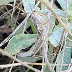 Praxibulus sp. (genus) at Bibbenluke Common - 9 Dec 2023 09:13 AM