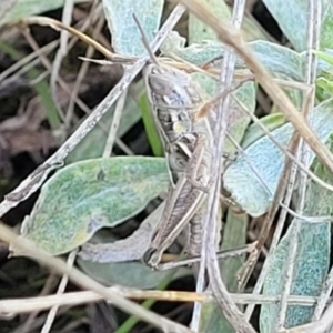 Praxibulus sp. (genus) at Bibbenluke Common - 9 Dec 2023