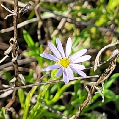 Vittadinia muelleri (Narrow-leafed New Holland Daisy) at Bibbenluke Common - 9 Dec 2023 by trevorpreston