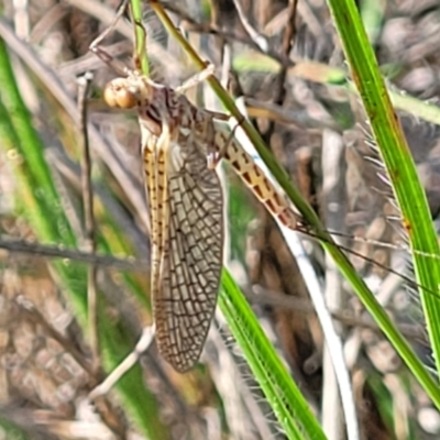 Unidentified Mayfly (Ephemeroptera) at Bibbenluke Common - 8 Dec 2023 by trevorpreston