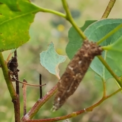 Trigonocyttara clandestina (Less-stick Case Moth) at O'Malley, ACT - 10 Dec 2023 by Mike