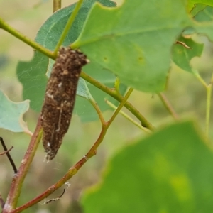 Trigonocyttara clandestina at Mount Mugga Mugga - 10 Dec 2023