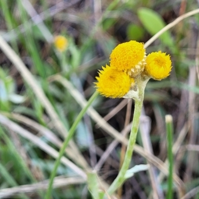 Chrysocephalum apiculatum (Common Everlasting) at Bibbenluke, NSW - 8 Dec 2023 by trevorpreston