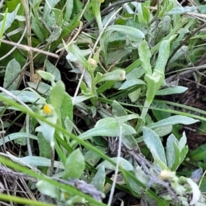 Chrysocephalum apiculatum at Bibbenluke Common - 9 Dec 2023