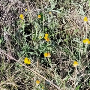 Chrysocephalum apiculatum at Bibbenluke Common - 9 Dec 2023