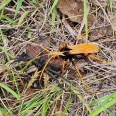 Cryptocheilus bicolor (Orange Spider Wasp) at Mount Mugga Mugga - 10 Dec 2023 by Mike
