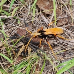 Cryptocheilus bicolor (Orange Spider Wasp) at O'Malley, ACT - 9 Dec 2023 by Mike