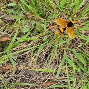 Cryptocheilus bicolor at Mount Mugga Mugga - 10 Dec 2023 10:40 AM