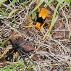 Cryptocheilus bicolor at Mount Mugga Mugga - 10 Dec 2023 10:40 AM