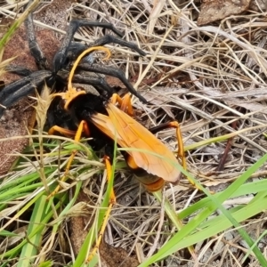 Cryptocheilus bicolor at Mount Mugga Mugga - 10 Dec 2023 10:40 AM