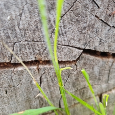 Papyrius sp. (genus) (A Coconut Ant) at Mount Mugga Mugga - 9 Dec 2023 by Mike