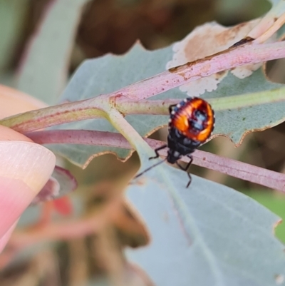 Oechalia schellenbergii (Spined Predatory Shield Bug) at Mount Mugga Mugga - 10 Dec 2023 by Mike