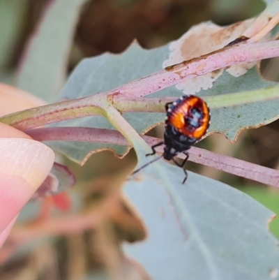 Oechalia schellenbergii (Spined Predatory Shield Bug) at O'Malley, ACT - 9 Dec 2023 by Mike