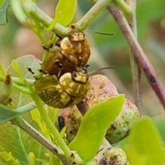 Paropsisterna cloelia (Eucalyptus variegated beetle) at Mount Mugga Mugga - 10 Dec 2023 by Mike