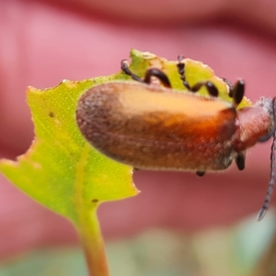 Ecnolagria grandis (Honeybrown beetle) at Mount Mugga Mugga - 10 Dec 2023 by Mike