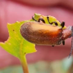 Ecnolagria grandis (Honeybrown beetle) at Mount Mugga Mugga - 9 Dec 2023 by Mike