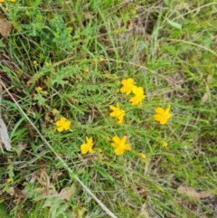 Hypericum gramineum (Small St Johns Wort) at O'Malley, ACT - 9 Dec 2023 by Mike