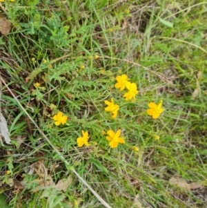 Hypericum gramineum at Mount Mugga Mugga - 10 Dec 2023 09:58 AM