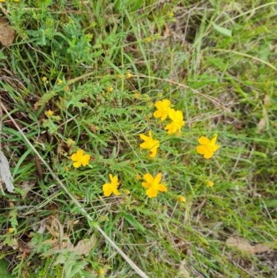 Hypericum gramineum (Small St Johns Wort) at Mount Mugga Mugga - 10 Dec 2023 by Mike