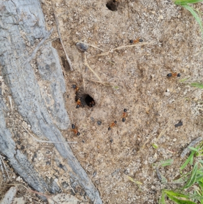 Camponotus consobrinus (Banded sugar ant) at O'Malley, ACT - 9 Dec 2023 by Mike