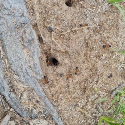 Camponotus consobrinus (Banded sugar ant) at Mount Mugga Mugga - 10 Dec 2023 by Mike