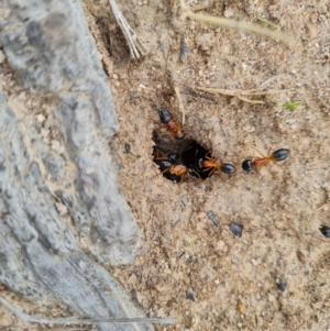 Camponotus consobrinus at Mount Mugga Mugga - 10 Dec 2023