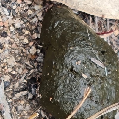 Scarabaeinae (subfamily) (Dung beetle) at Mount Mugga Mugga - 9 Dec 2023 by Mike