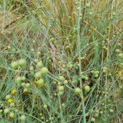 Asparagus officinalis (Asparagus) at Mount Mugga Mugga - 9 Dec 2023 by Mike