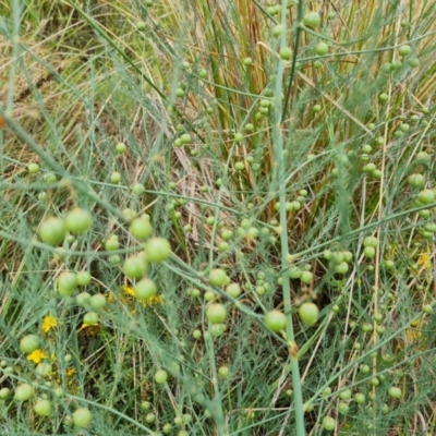 Asparagus officinalis (Asparagus) at Mount Mugga Mugga - 9 Dec 2023 by Mike