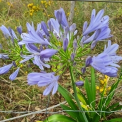 Agapanthus praecox subsp. orientalis (Agapanthus) at O'Malley, ACT - 10 Dec 2023 by Mike