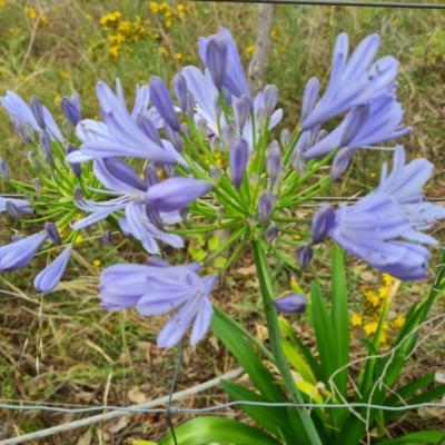 Agapanthus praecox subsp. orientalis (Agapanthus) at O'Malley, ACT - 10 Dec 2023 by Mike