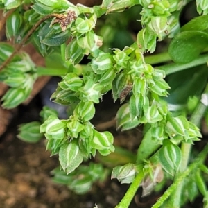 Polycarpon tetraphyllum at Nimmitabel, NSW - 9 Dec 2023