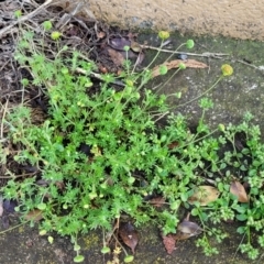 Cotula australis (Common Cotula, Carrot Weed) at Nimmitabel, NSW - 9 Dec 2023 by trevorpreston