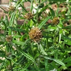 Euchiton sphaericus (Star Cudweed) at Nimmitabel, NSW - 8 Dec 2023 by trevorpreston