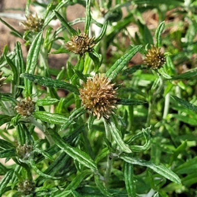 Euchiton sphaericus (Star Cudweed) at Nimmitabel, NSW - 8 Dec 2023 by trevorpreston