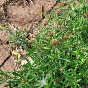 Euchiton sphaericus at Nimmitabel, NSW - 9 Dec 2023