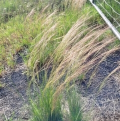 Austrostipa scabra (Corkscrew Grass, Slender Speargrass) at Cooma, NSW - 8 Dec 2023 by trevorpreston