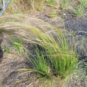 Austrostipa scabra at Kuma Nature Reserve - 9 Dec 2023 08:13 AM