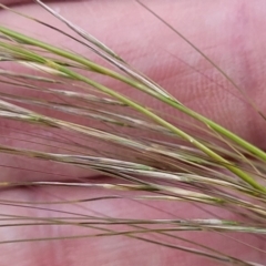 Austrostipa scabra at Kuma Nature Reserve - 9 Dec 2023 08:13 AM